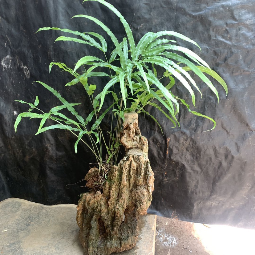 凤尾蕨小型荫生盆栽庭院