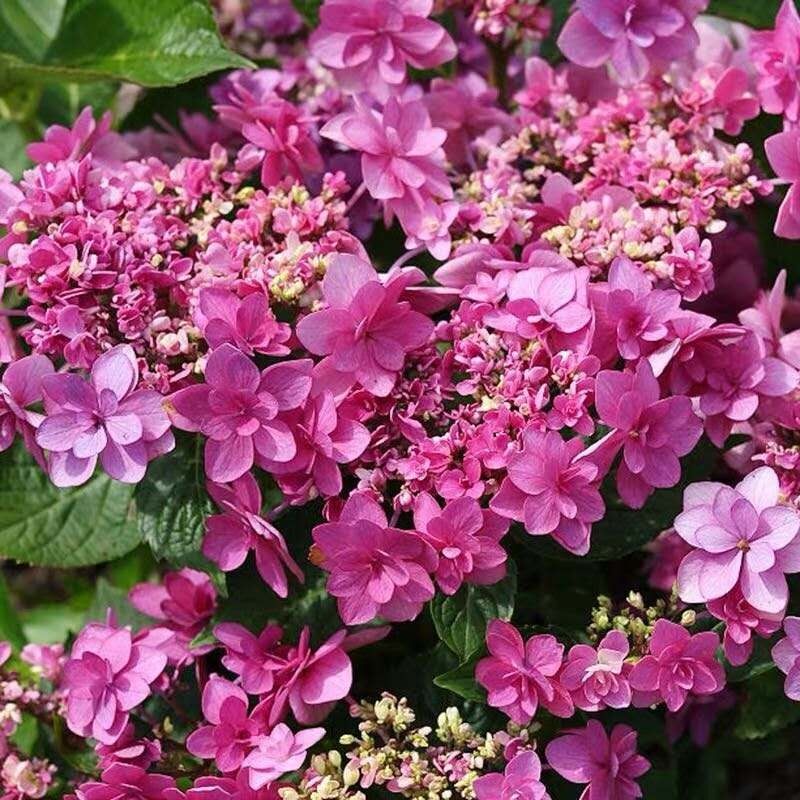 (木子家的花园)包邮大花绣球日本进口小町八仙花室内盆栽庭院绿植