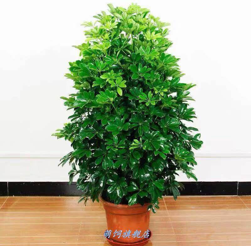 鸭脚木盆栽吉祥树八方来财四季常青客厅办公室内植物桌面盆景花卉