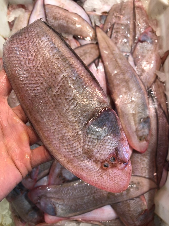 潮汕海捕龙利鱼新鲜龙舌鱼舌头海鲜水产无骨非巴沙鱼广东四份包邮