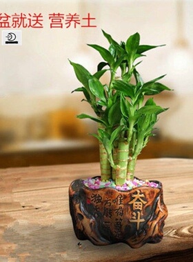文昌竹4支富贵竹富贵竹