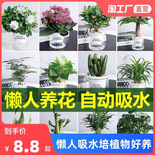 发财树绿萝芦荟栀子花盆栽懒人吸水培植物花卉好养办公室内吸甲醛