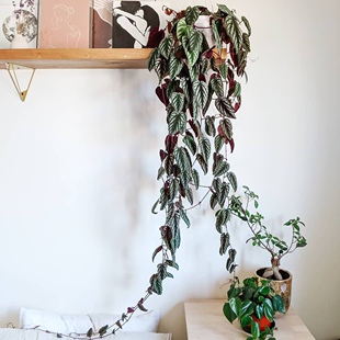 葡萄藤 锦叶葡萄藤 爬藤植物 雨林缸造景植物 庭院阳台楼顶