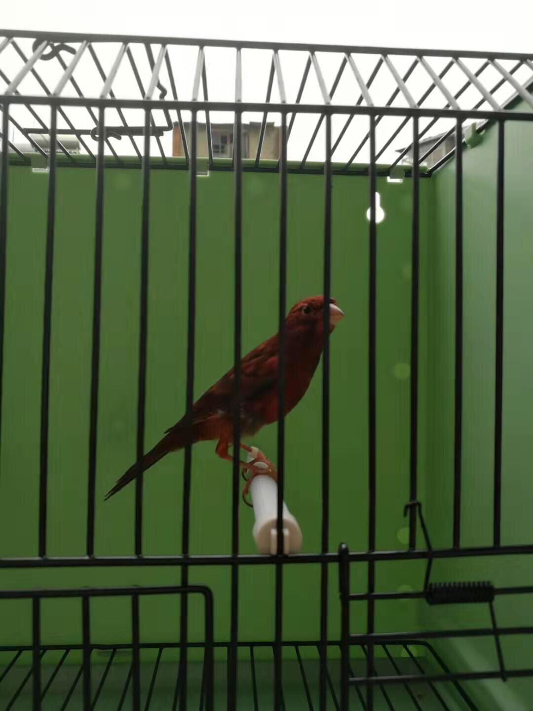 宠物鸟精品纯种上海红桂皮芙蓉鸟玉鸟蜜鸟纯菜无色素自家繁殖丝雀
