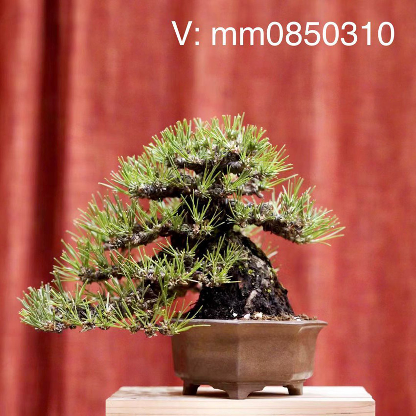 亦盆栽日本精品盆景欣赏
