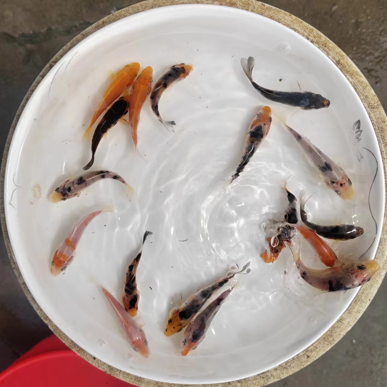 三色小锦鲤观赏鱼苗红白混色多色