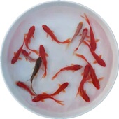 活体金鱼小鱼苗观赏鱼红草饲料鱼淡水锦鲤自来水好活养活冷水锦鲫