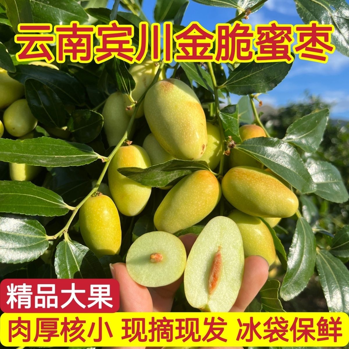 金脆蜜枣新鲜现摘脆甜马牙子弹头青枣应季水果金丝蜜冬枣运城