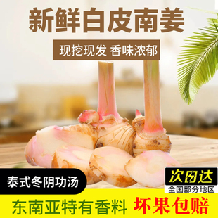 泰国品种白皮南姜新鲜良姜调味调料泰式火锅底料冬阴功食材香料菜