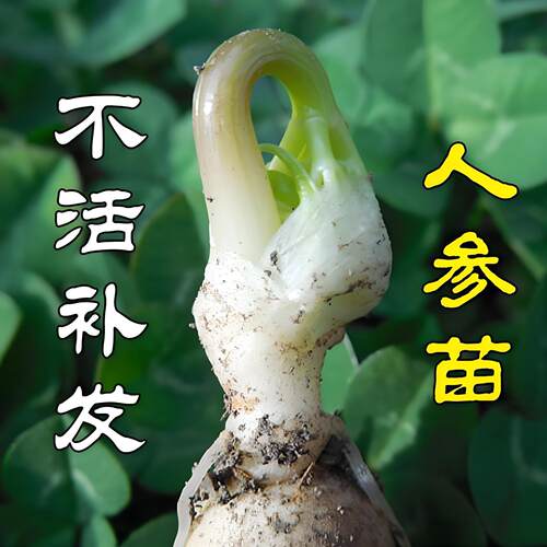 特价东北长白山现挖新鲜人参