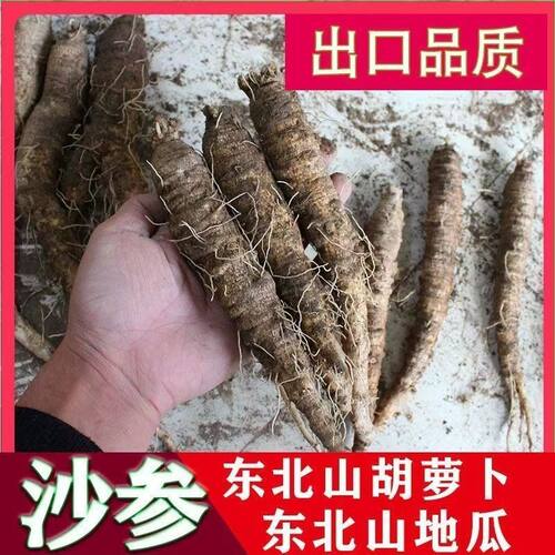 长白山沙参
