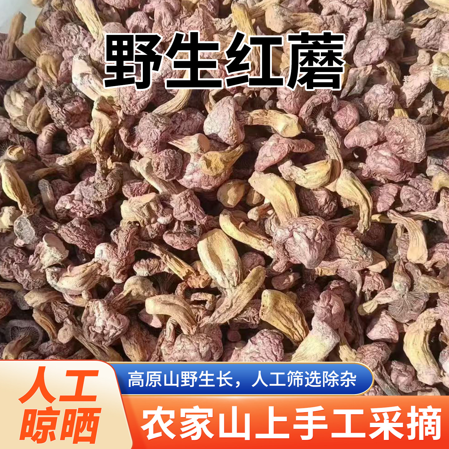 内蒙赤峰野生红蘑干货天然晾晒