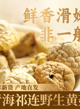 野生黄菇青海特产贡品级