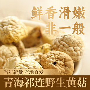 青海祁连山特产野生黄菇干货黄蘑菇野生菌皇菇丁子菇蘑菇香菇礼盒