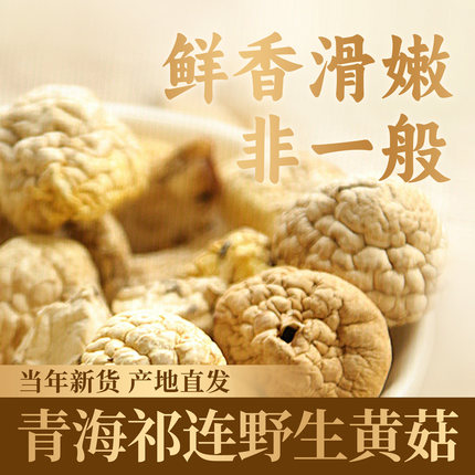 青海祁连山特产野生黄菇干货黄蘑菇野生菌皇菇丁子菇蘑菇香菇礼盒