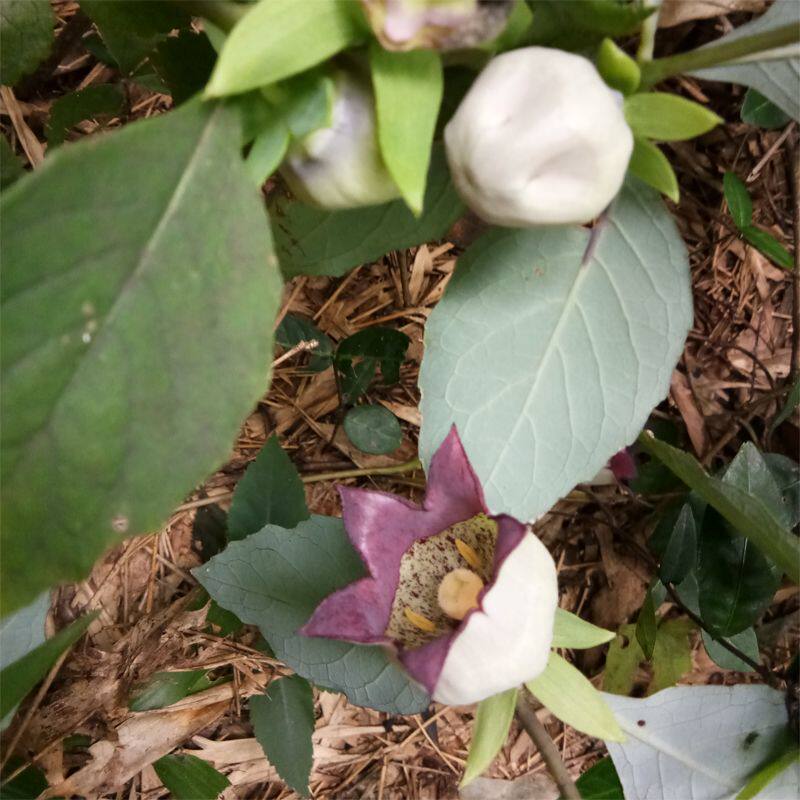 山海螺种植苗四叶参苗新鲜根块羊奶参土活苗羊乳参种子野生