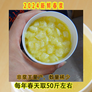 天然鲜蜂王浆2024年新鲜油菜蜂王浆汉中PK青海蜂王浆春浆