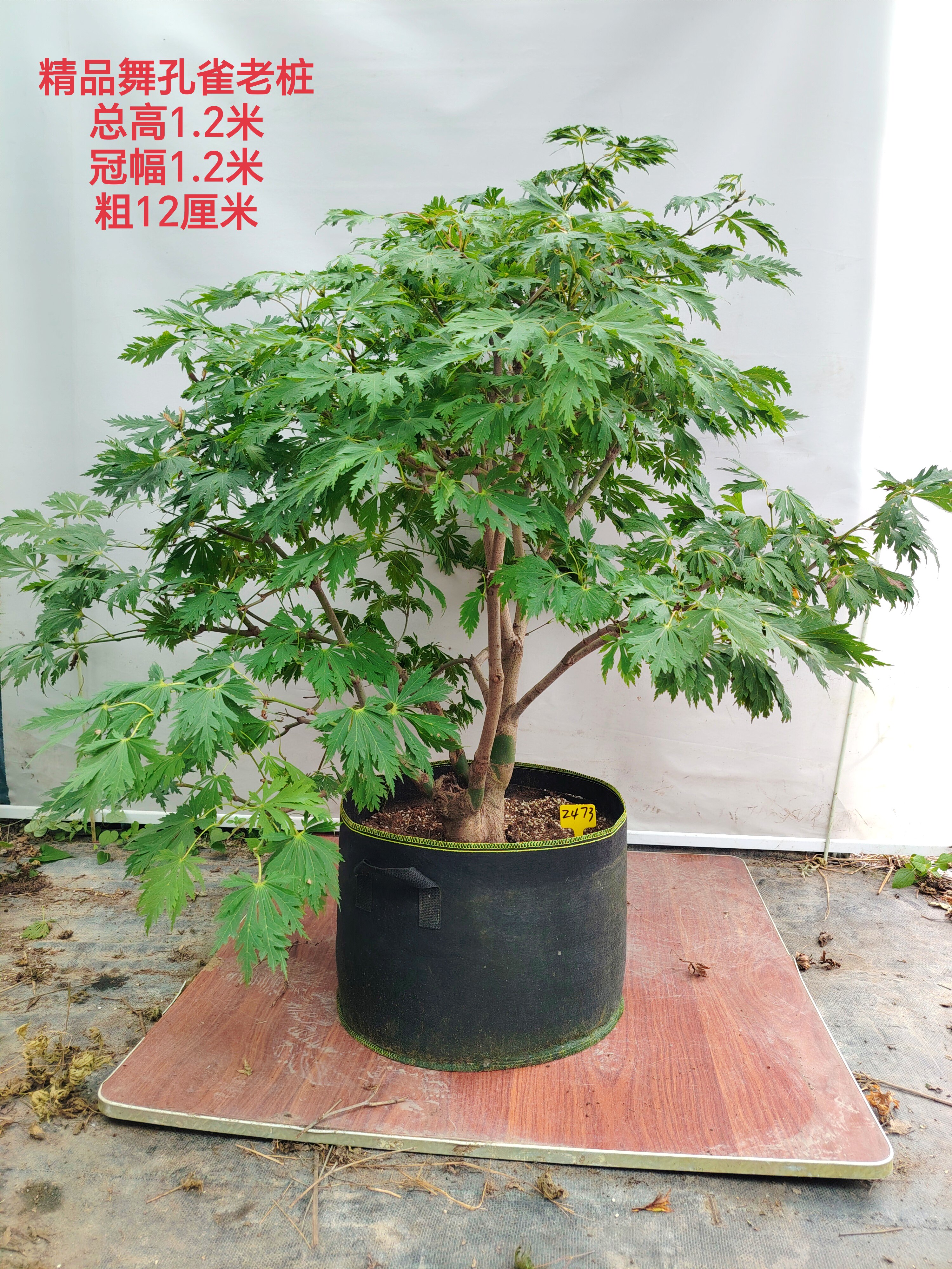 一物一拍日本红枫舞孔雀 加贺廉 金丝黄羽 青龙羽毛枫 庭院观叶