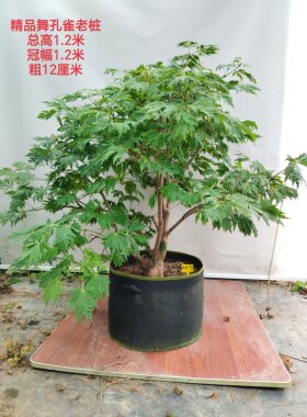 华程园艺庭院观叶植物日本红枫