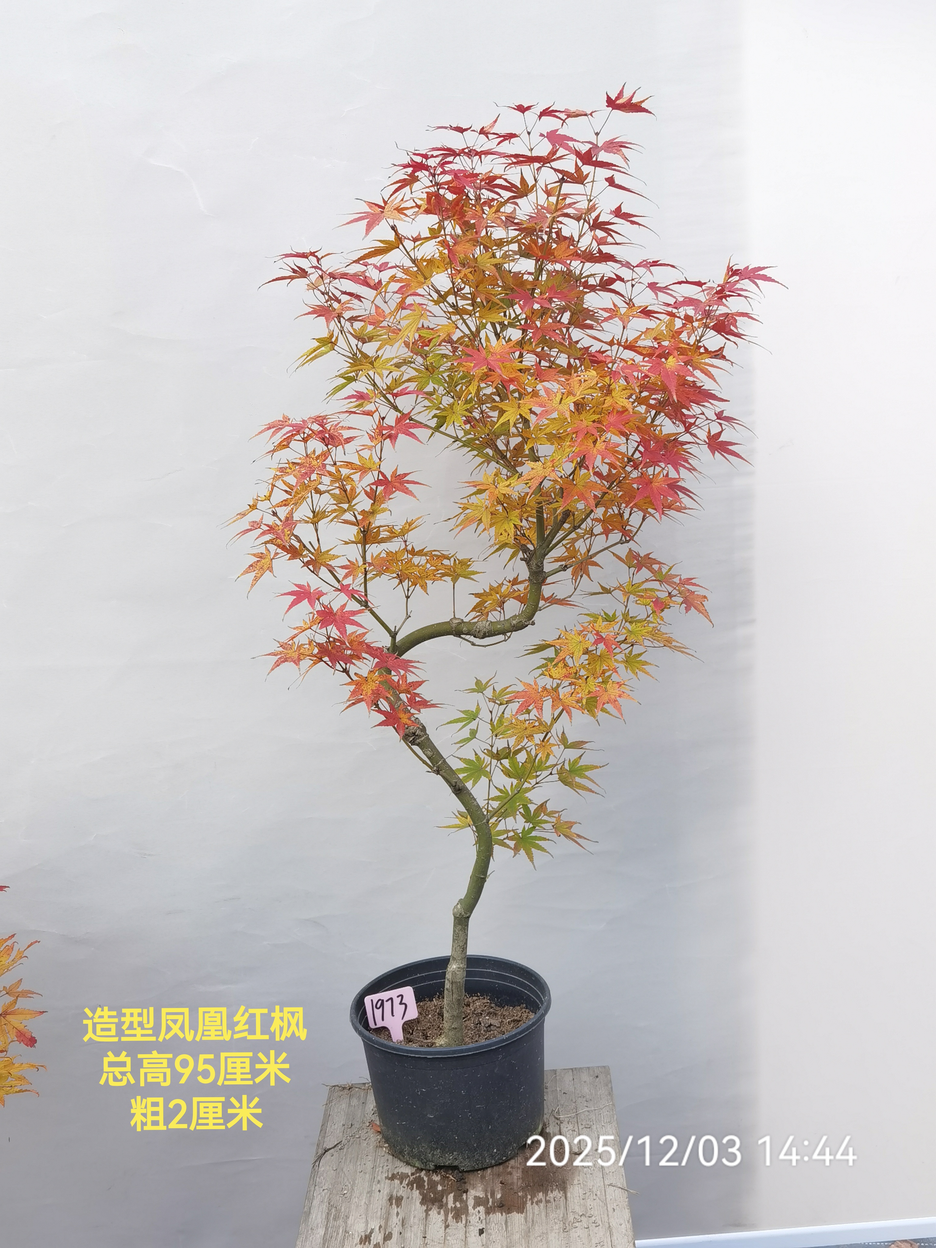 日枫凤凰阳台庭院观叶春季橘红叶