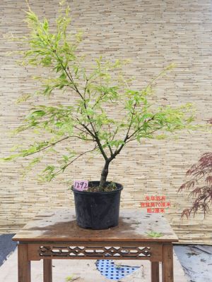 日本红枫异形叶青羽衣观叶庭院树