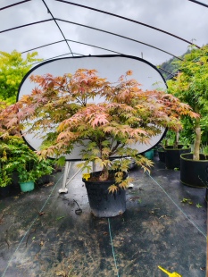 一物一拍日本红枫祖母精灵 紫精灵 约旦 奶油桃子女神 鸭立泽枫树