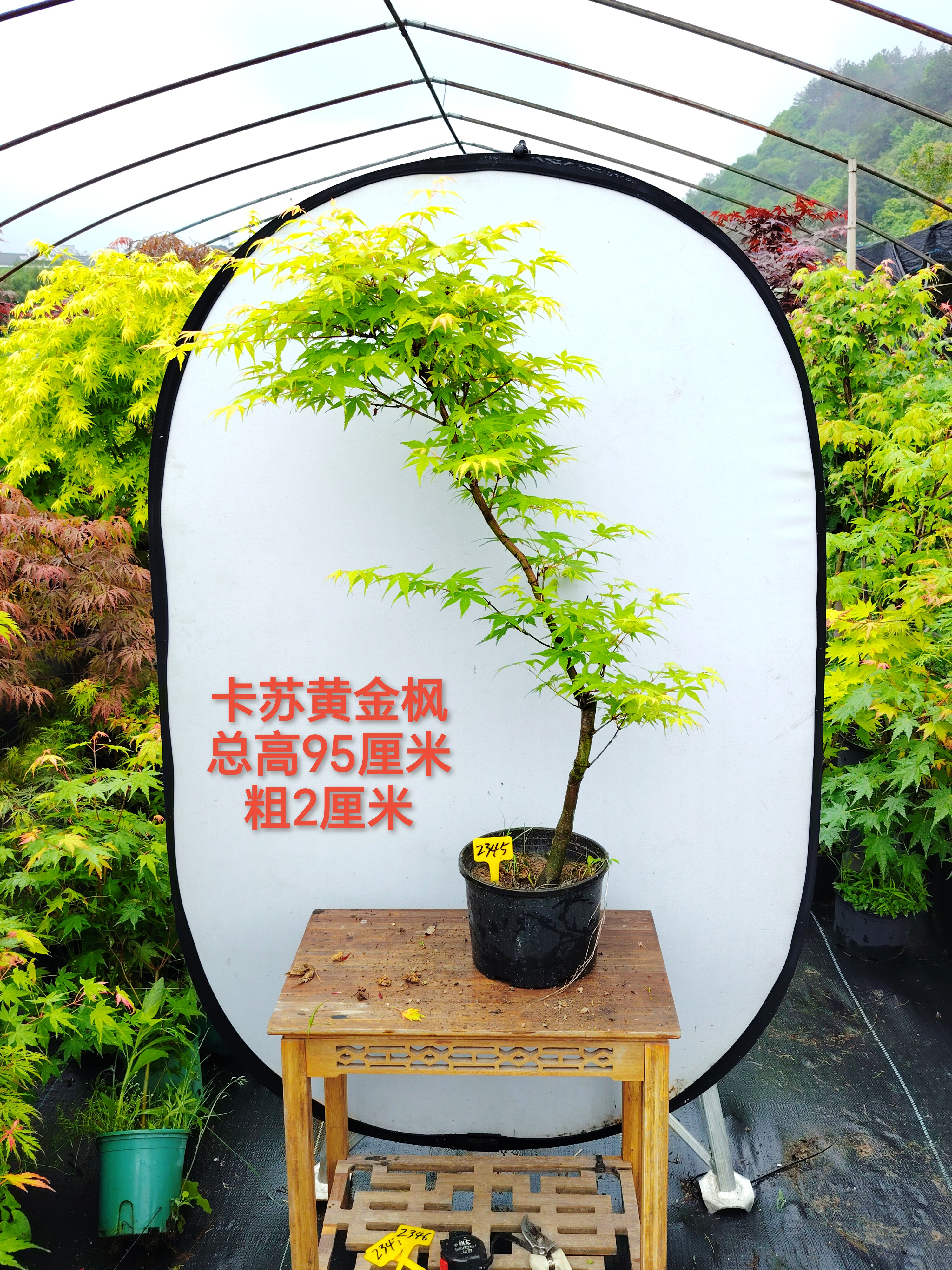 日本红枫桂金贵卡苏庭院阳台观叶