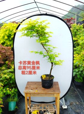 日本红枫桂金贵卡苏庭院阳台观叶