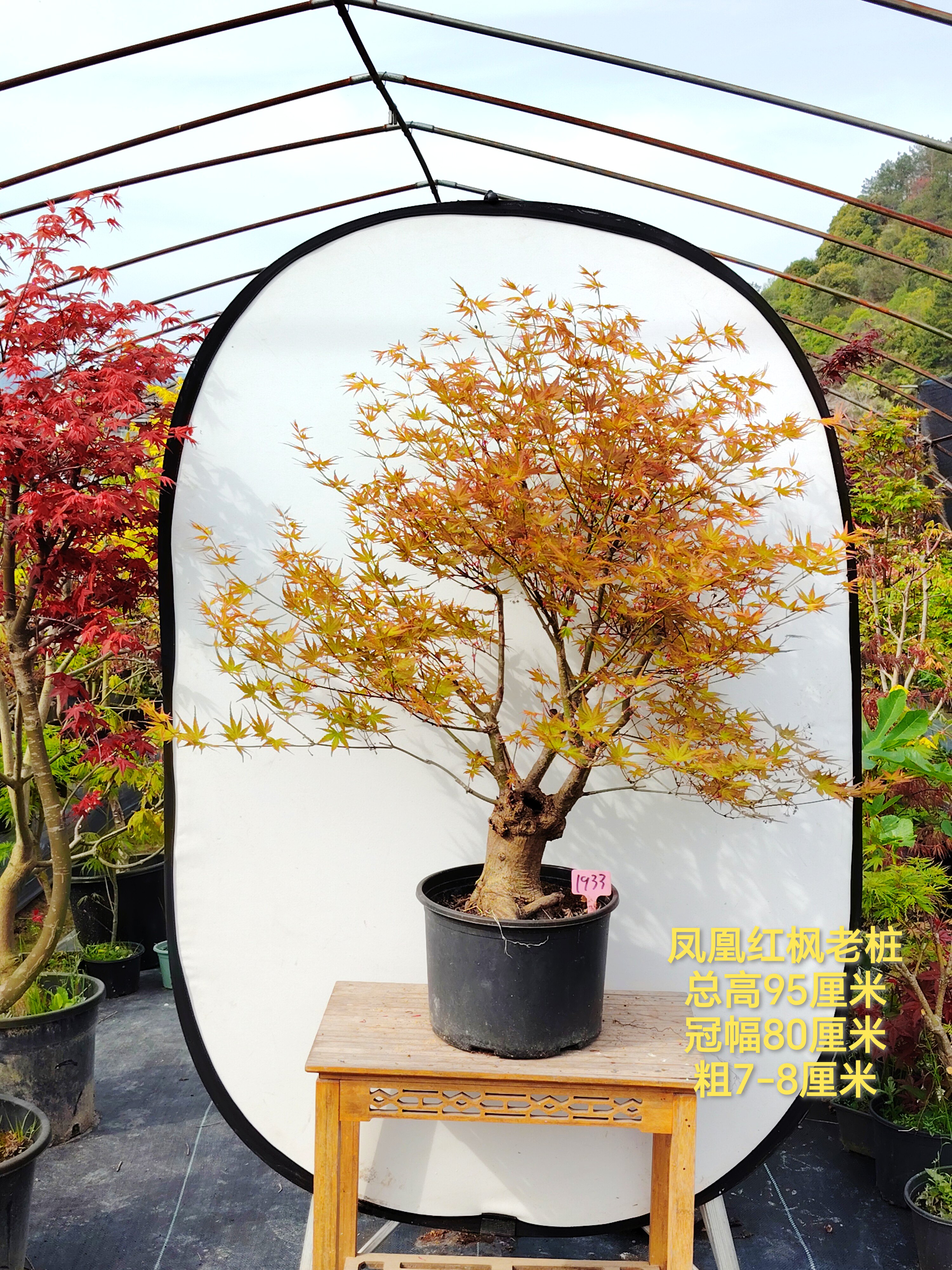 实物一物一拍 日本红枫 凤凰 日枫 红叶枫树彩叶观叶植物庭院盆景