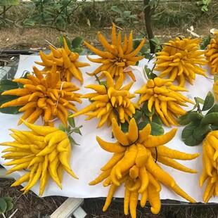 现摘现发金华佛手新鲜佛手果佛手柑佛手瓜香橼果清供青果带枝水养