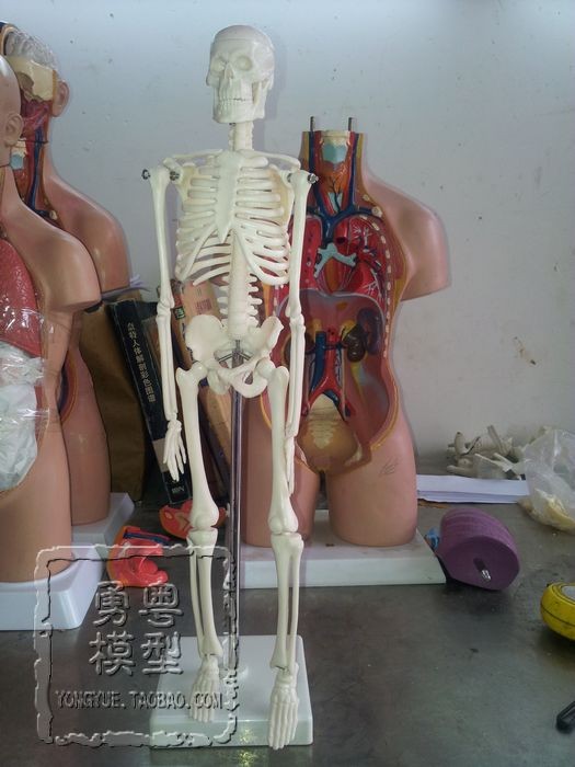 爆款限量疯抢勇粤45CM人体骨骼模型活动医用教学支架骨架