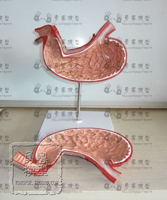新款超值疯抢进口胃模型2部分人体层面食道血管神经内脏器官解剖