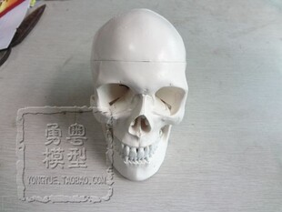 人体头骨模型骨头骷髅1标本神经科脑外科
