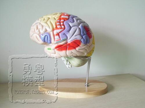 进口脑模型人体大脑结构解剖人脑