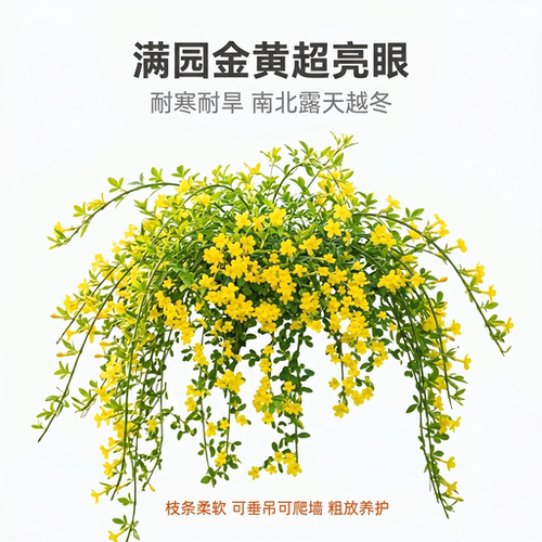 凝寒迎春花苗室外耐寒爬藤盆栽