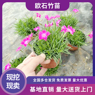 欧石竹花苗带花苞盆栽室内花卉室外耐寒草坪植物庭院四季开花盆苗