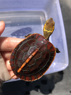 安缘龟血安徽皖南原种一代血红安缘闭壳龟宠物观赏龟苗黄缘龟活体