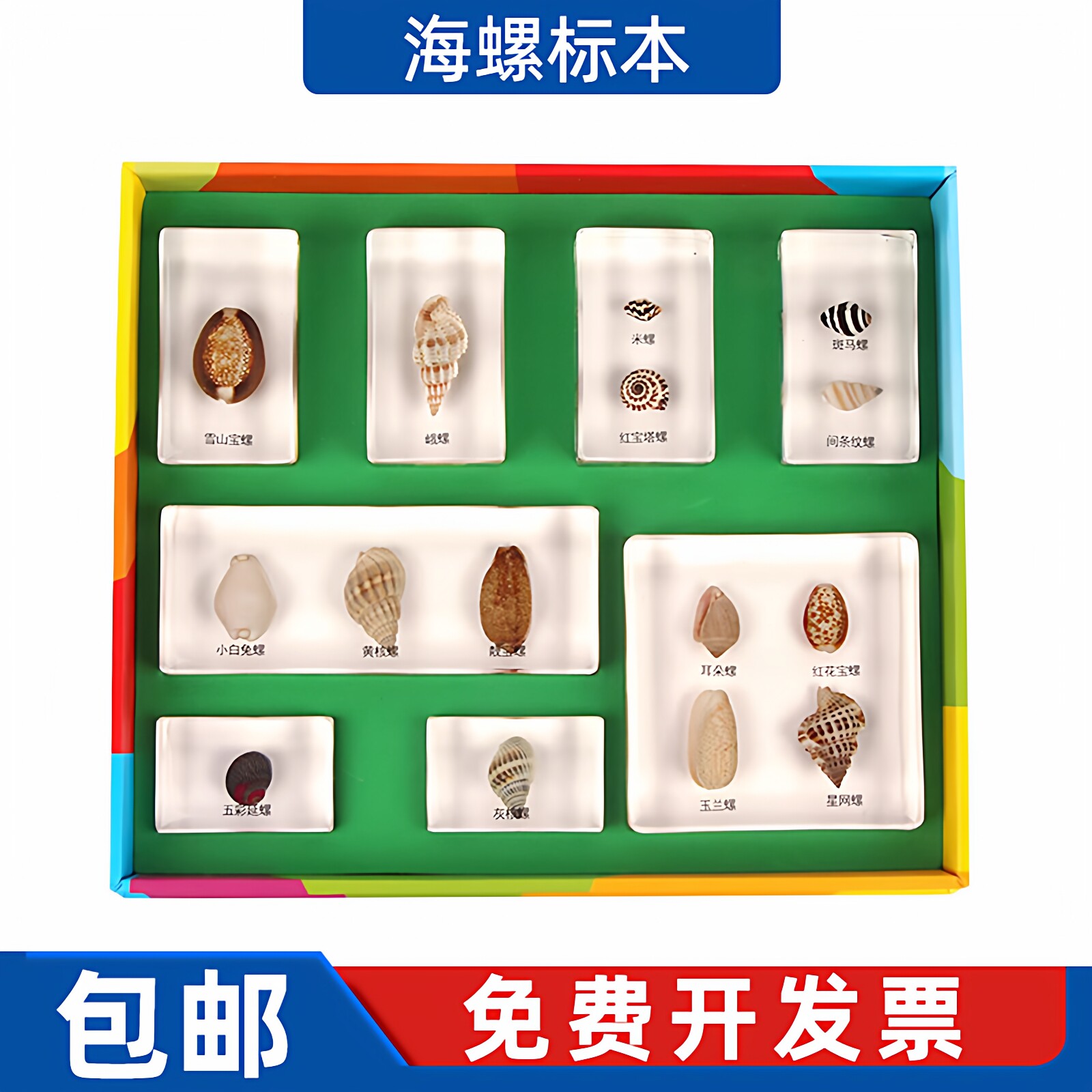 蒙氏科学文化教具 海螺包埋标本 幼儿园蒙特梭利早教玩具蒙台梭利