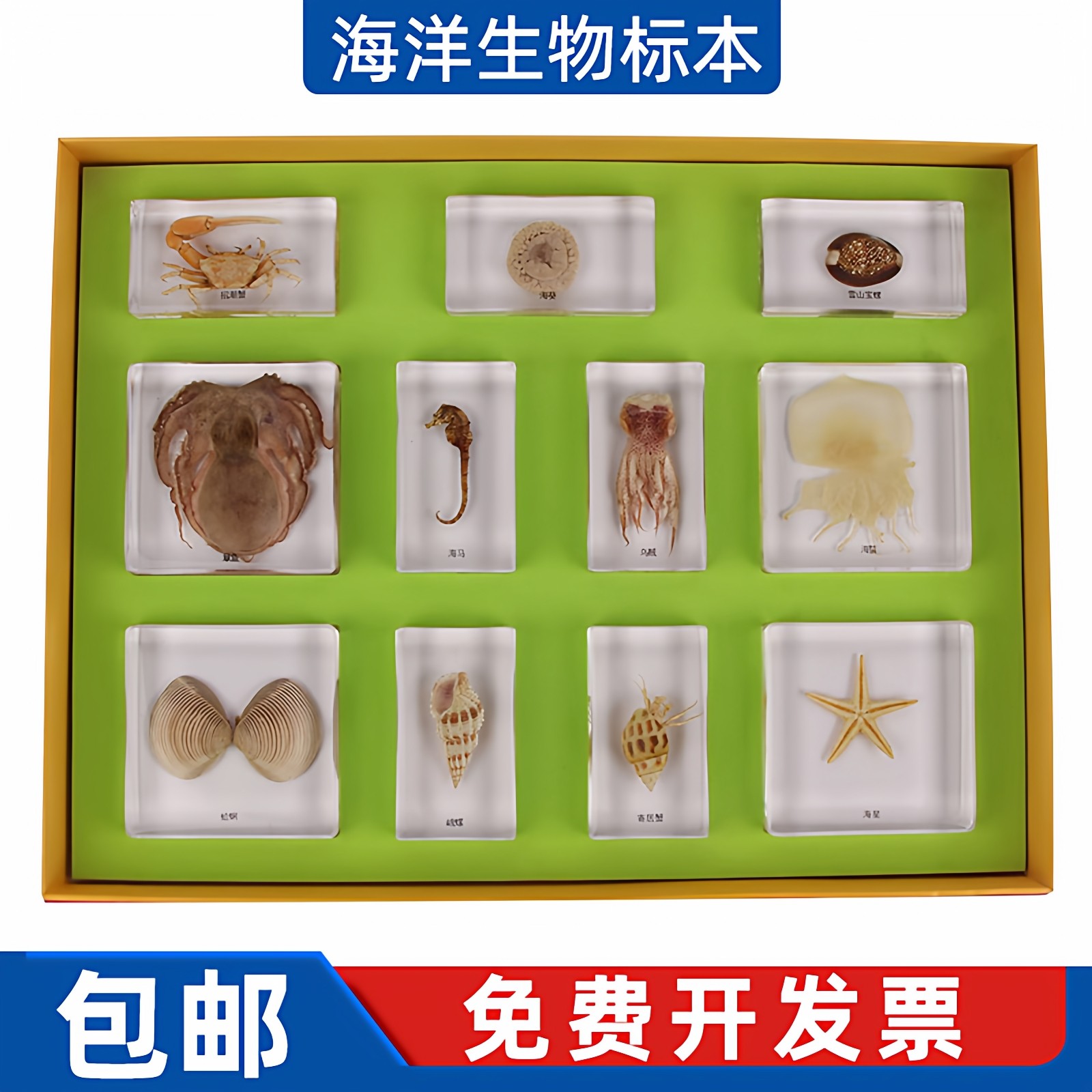 蒙氏科学文化教具 蒙台梭利包埋动物海洋生物标本 幼儿园蒙特梭利