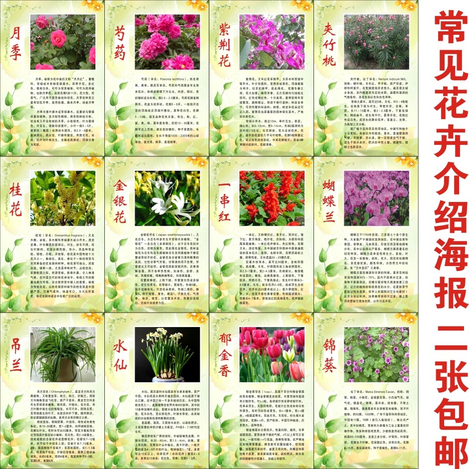常见花卉介绍花类简介海报 植物盆栽花草苗木宣传墙画墙贴展板