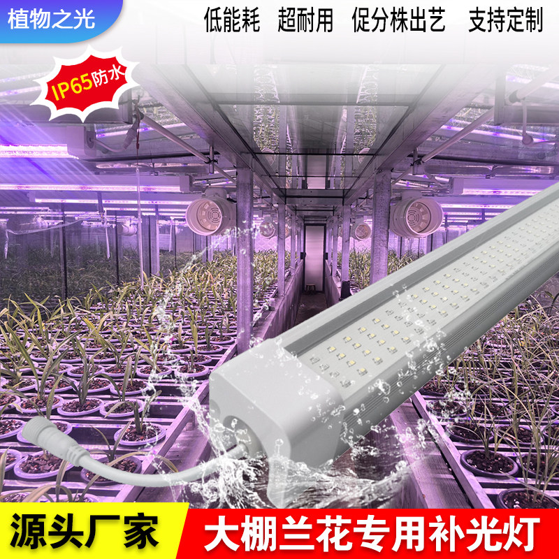植物之光兰草补光灯促进分株出艺图片