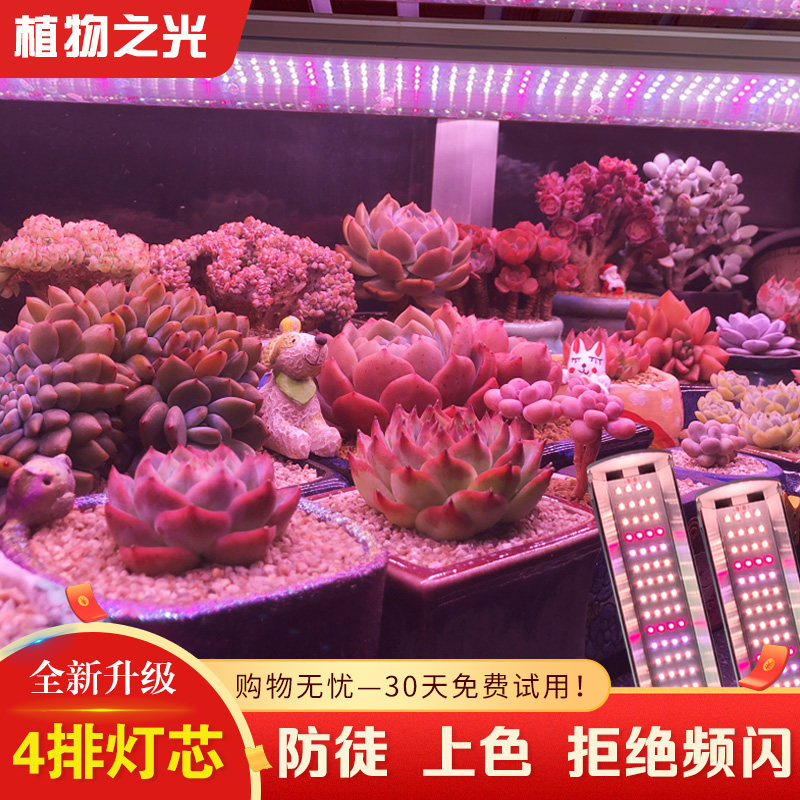 全光谱植物之光多肉补光灯家用图片