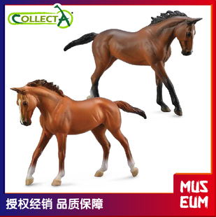 CollectA我你他 马仿真模型玩具 1:12纯血马