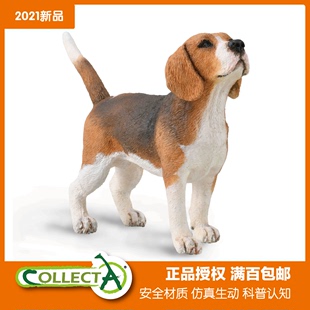 CollectA 米格鲁猎兔犬 比格犬 88935毕格犬 宠物狗仿真模型玩具