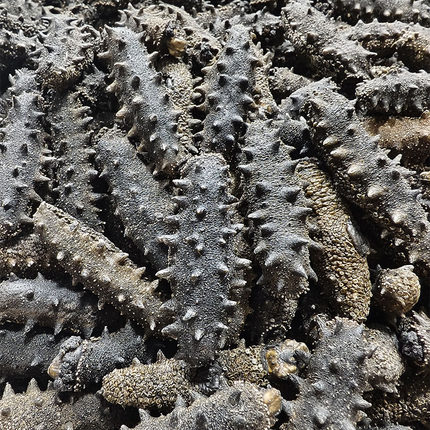 龙王府海参 淡干海参 野生刺参海参干货 50克包邮 6至7年参龄