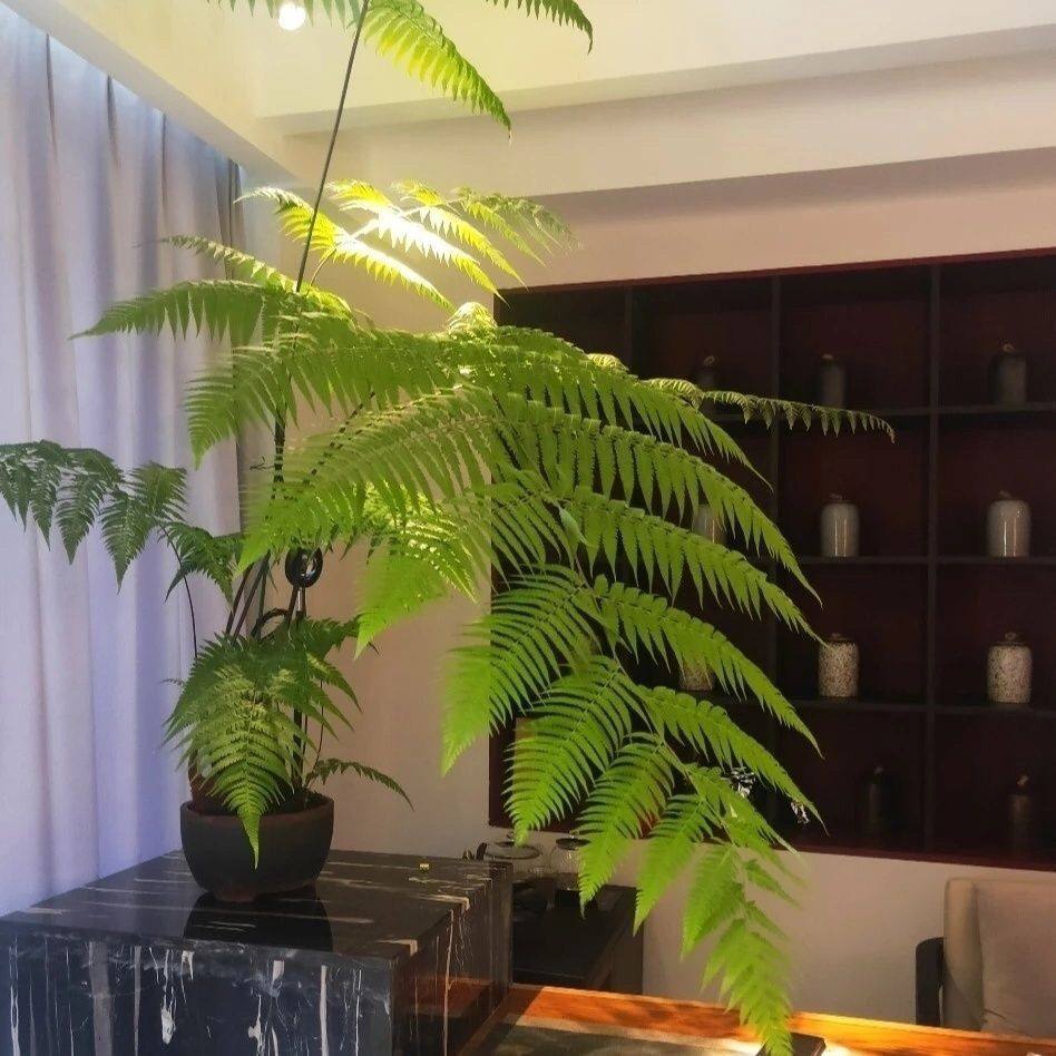 [买一发二]现挖大型蕨类绿植造型四季常青室内好养活蕨类植物盆栽