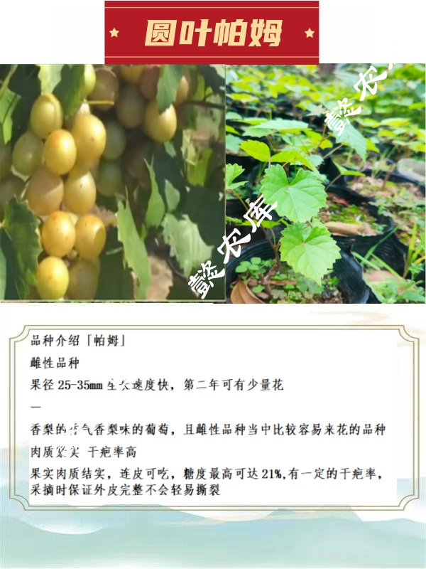 帕姆圆叶葡萄麝香葡萄