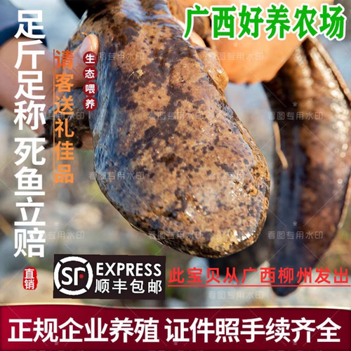 娃娃鱼养殖厂直供鲜活鲵鱼食用鱼老水鱼包活4～8斤规格 4斤起拍！