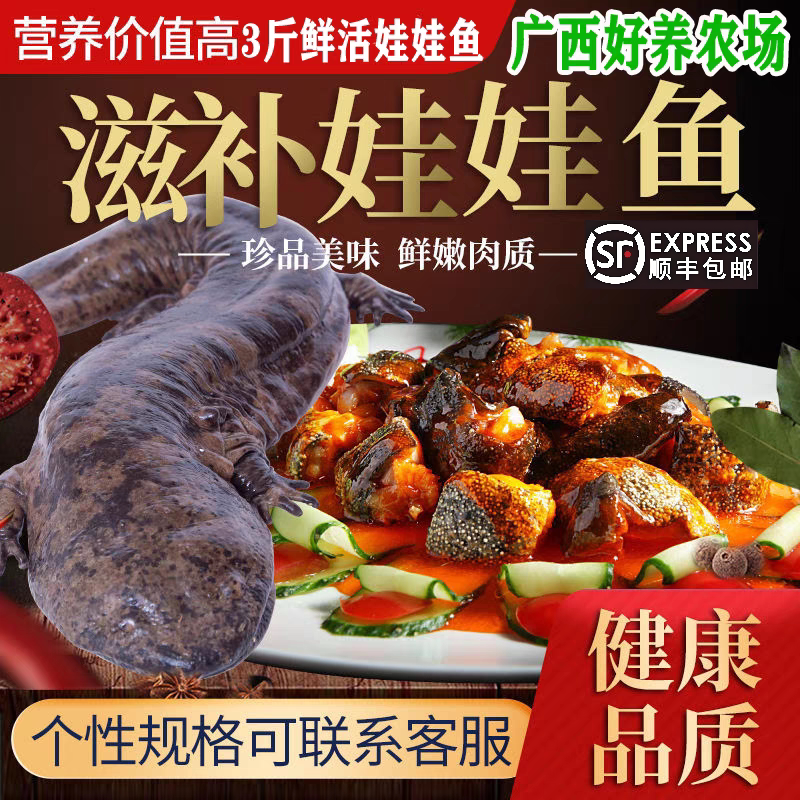 3斤一条娃娃鱼大鲵鲜活活体食用月子滋补生态养殖厂顺丰包邮包活