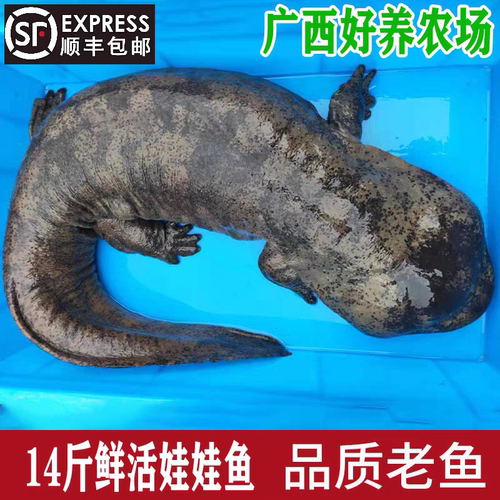 14斤一条娃娃鱼鲜活食用活体生鲜大鲵海鲜水产鲜活淡水鱼顺丰包邮